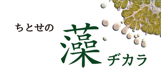 ちとせの藻ヂカラ［中編］　 -ちとせの藻類プロジェクト-