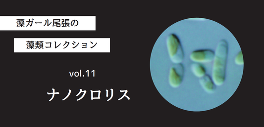 藻ガール尾張の藻類コレクション vol.11「ナノクロリス」