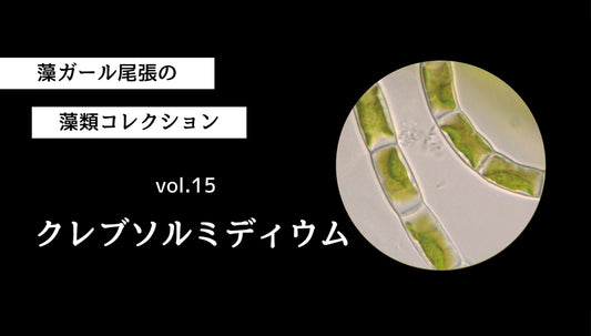 藻ガール尾張の藻類コレクション vol.15　クレブソルミディウム