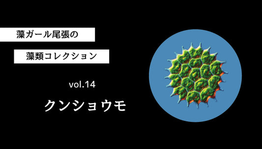 藻ガール尾張の藻類コレクション vol.14「クンショウモ」