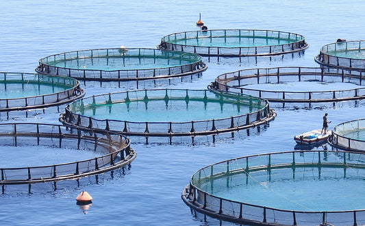 遺伝子組み換え藻類を使った、次世代の水産餌料