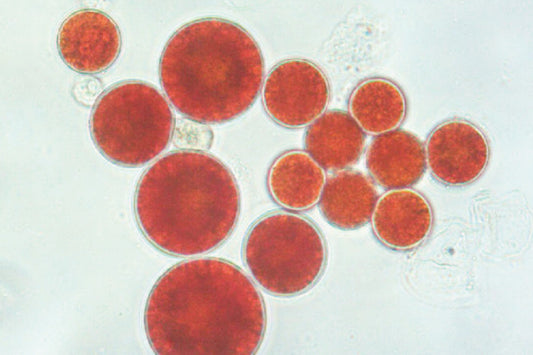 ヘマトコッカスとは？　-生物学的特徴とアスタキサンチンの生産-