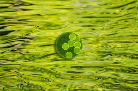 バイオ燃料で注目が集まる、「藻」という生き物の魅力とは？