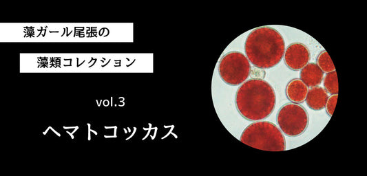 藻ガール尾張の藻類コレクション vol.3「ヘマトコッカス」