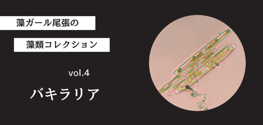 藻ガール尾張の藻類コレクション vol.4「バキラリア」