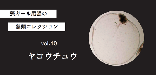 藻ガール尾張の藻類コレクション vol.10「ヤコウチュウ」