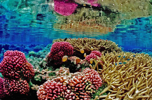 藻は世界のサンゴを救う？