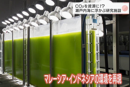 NHK広島放送局の「お好みワイドひろしま」および、NHK全国版「おはよう日本」にて、IMATにおけるちとせグループの藻類事業についてご紹介いただきました