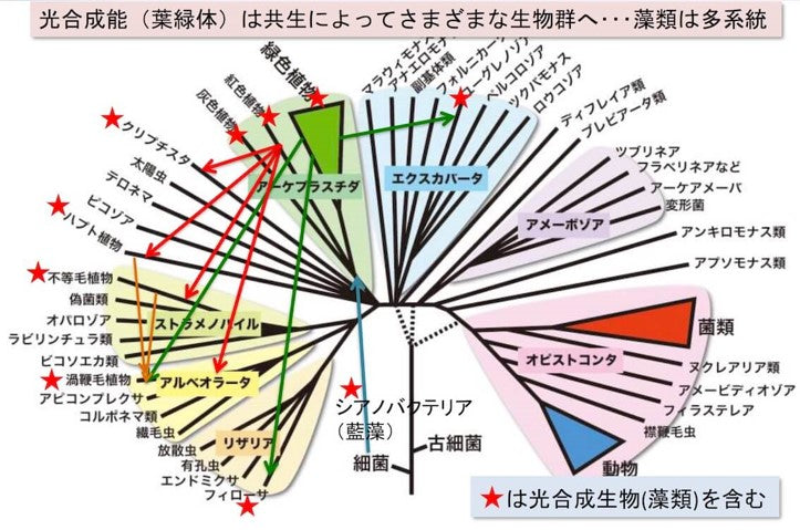 column – CHITOSE MATSURI