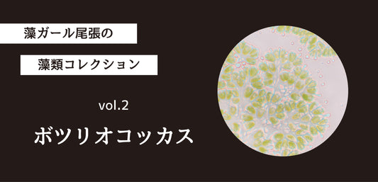 藻ガール尾張の藻類コレクション vol.2「ボツリオコッカス」