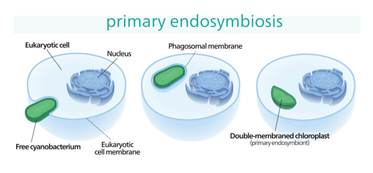 一次共生とは？ -藻類の起源-